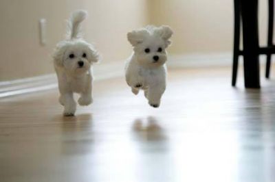 Bichon Maltese Toy, Yorkshire Terrier Toy, Mops/Pug