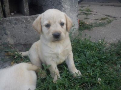 De vanzare catelusi din rasa Labrador rettriewer
