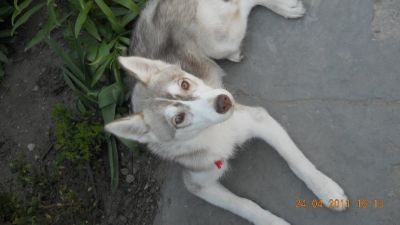 Husky de vanzare