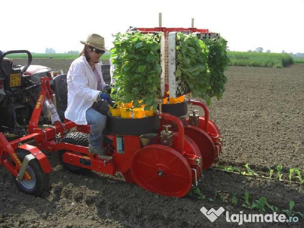 Plantat varza germania
