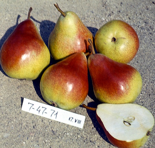 Pepiniera Pomicola - Comercializam pomi fructiferi altoiti certifica