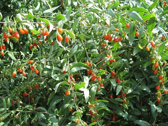  Vand butasi si plante de goji.