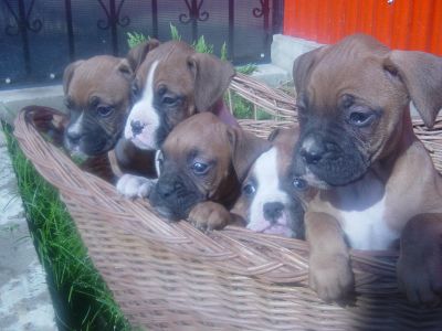 VAND PUI BOXER