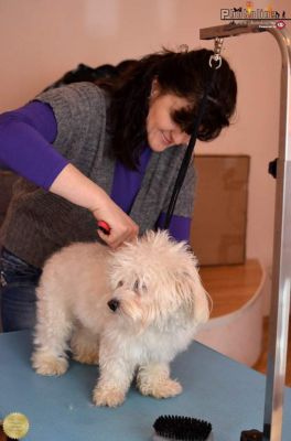Cursuri Coafor Canin Craiova