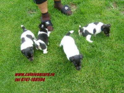 Jack russel terrier si Fox Terrier de vanzare 