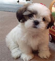 Vand pui Shih Tzu 
