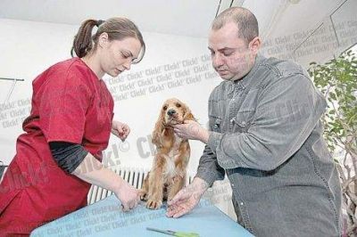 Cursuri Cosmetica Canina Alexandria