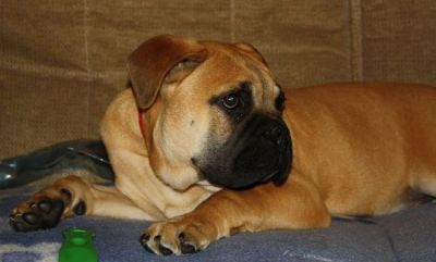 Bullmastiff pui  -  mascul