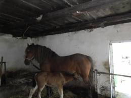 Ingrijire animale Sicilia-Italia 1200 eur