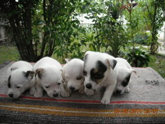 Jack russell
