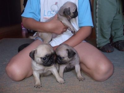 Mops pug de vanzare