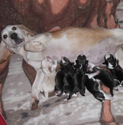 Crescator vind  puiuti Beagle cu Pedigree !
