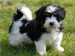 Vand pui Bichon Havanez