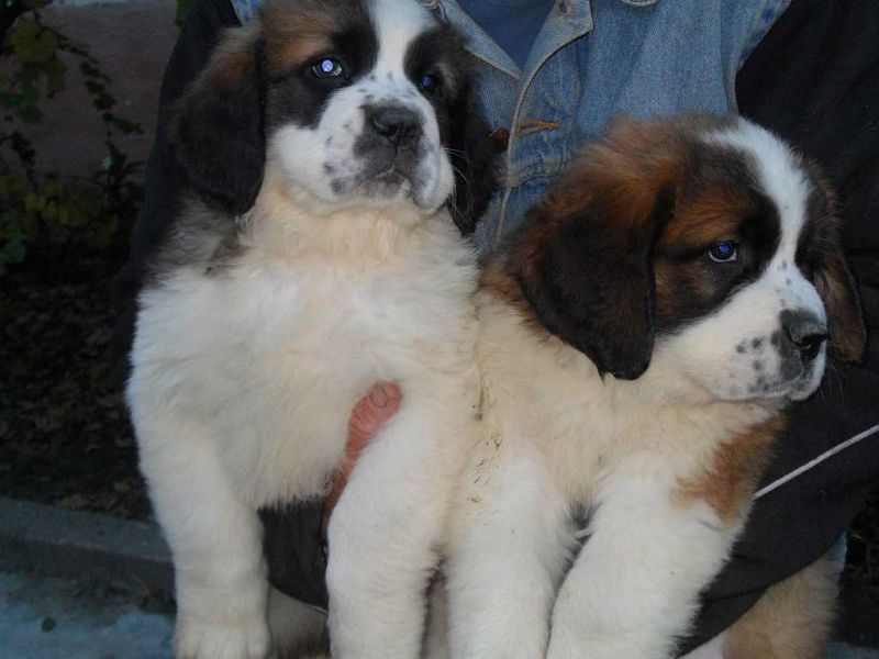 Vand catei din rasa Saint Bernard