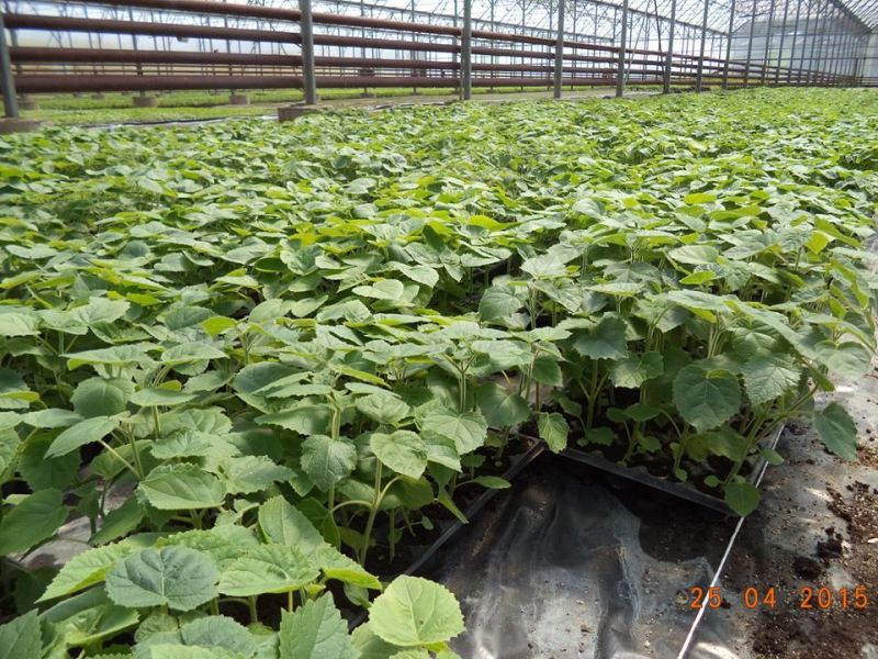 Plantatia ta de paulownia cu doar 52 euro pe hectar