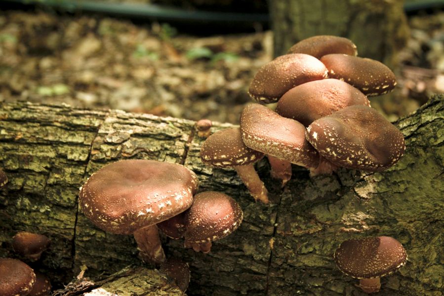 Producem si vindem ciuperca Shiitake ecologica