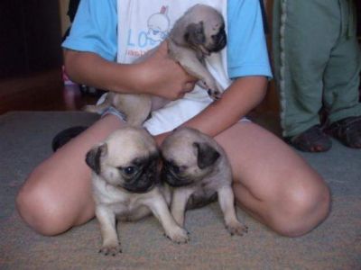 Vand catei Mops pug si Shihtzu femele si masculi foarte frumosi 
