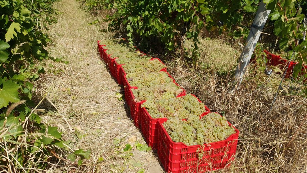 Struguri de Vin Premium Productie 2025 - Calitate din Vrancea