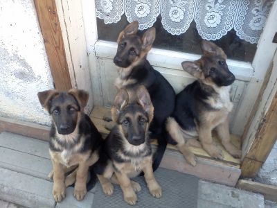 Pui ciobanesc german cu pedigree