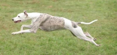 Pui WHIPPET canisa DE CASA BRATY