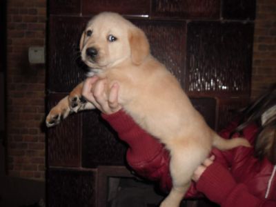 oferim catei spre vanzare  Labrador rettrier aurii fetite