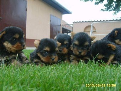 Vand catei Yorkshire terrier talie mica