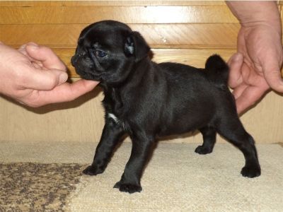 Mops (Pug) Bej si negrii