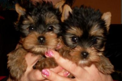 Vindem catei Yorkshire terrier