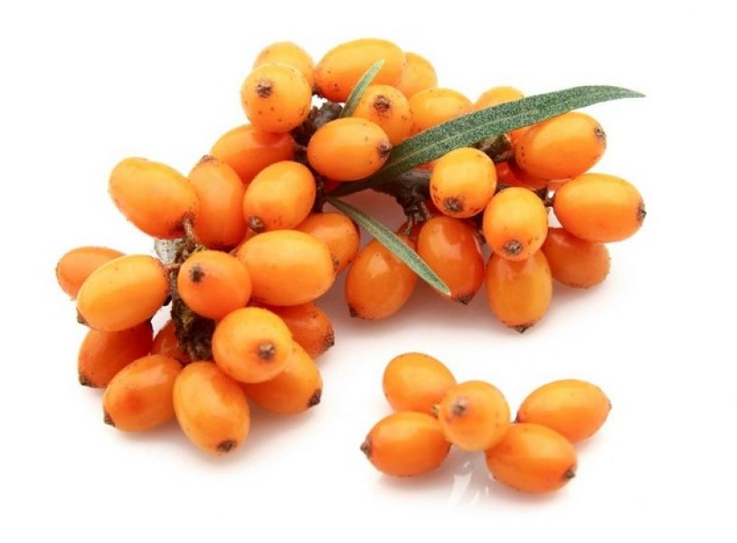 Vindem puieti de catina 