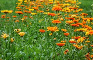 Seminte de galbenele