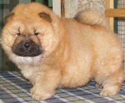 Chow Chow