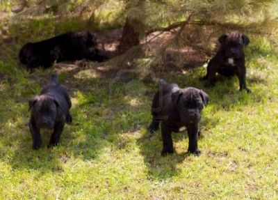 catei Cane corso diverse culori
