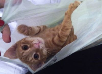 Donez motanel 4 luni gen Garfield