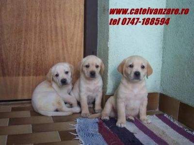 Vindem catei Labrador Baieti si fete auriu,negru,ciocolatiu