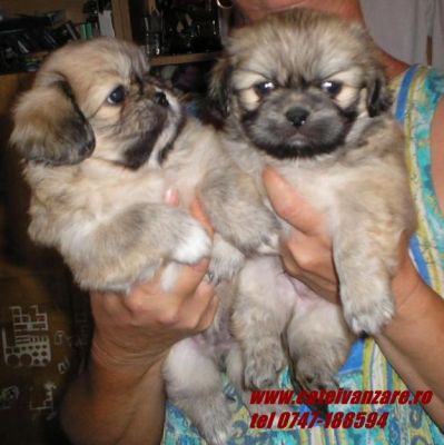 catei Pechinez imperial si Koker Spaniel