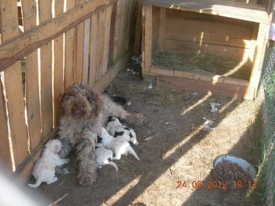 lagotto