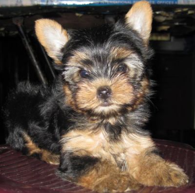 Catei  Yorkshire terrier