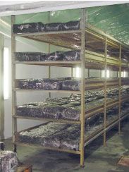 Tunele si echipamente productie ciuperci