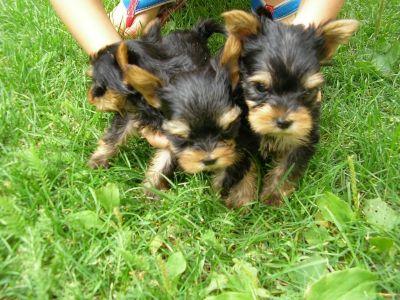 Yorkshire terrier