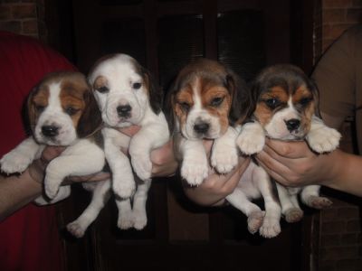 Vand catei Beagle tricolori de 6 saptamini
