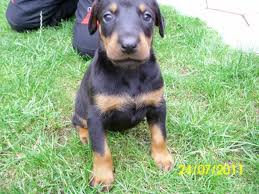 Vand pui Doberman
