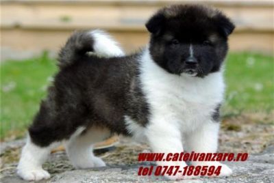 Catei Akita inu si Amerikan 