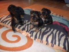 Yorkshirer Terrier - cel mai bun medicament 