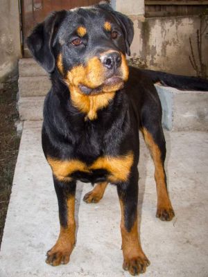 Catei Rottweiler