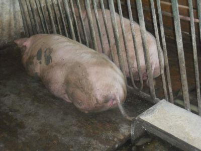 porci de rasa