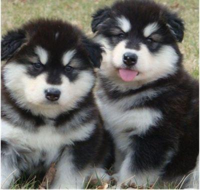 Va oferim spre vanzare catei Malamut de Alaszka si Husky sziverian