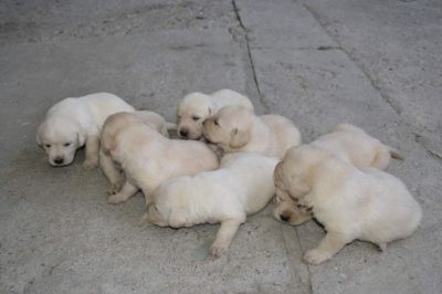 vand catei pui labrador auriu