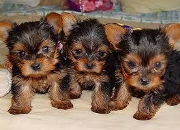 Vand pui de Yorkshire Terrier
