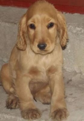 Vindem Catei Cocker spaniel si Jack russel terrier