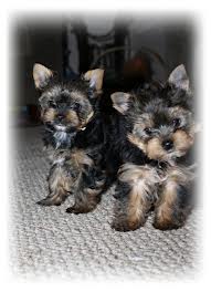 Vand catei Yorkshire terrier pret 800 de ron